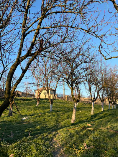 The image displays a rural or semi-rural landscape located in Drinovo, Bulgaria, under a clear blue sky. The scene is illuminated by low-angle sunlight from the right, casting long shadows and indicating either early morning or late afternoon. The ground is covered with vibrant green grass, suggesting late winter or early spring.
In the foreground and midground, a narrow dirt path curves gently from the bottom center towards the upper left. Scattered on the grass, particularly in the lower right, are several cut branches and wood debris, indicative of recent tree pruning.
A row of approximately seven deciduous trees with bare branches extends across the midground. The lower trunks of these trees are uniformly painted white. In the background, on a slightly elevated slope, stand several structures. A light-colored, single-story building with a visible window and a pitched roof is present on the left. To its right, a smaller, less defined structure is partially visible. A tall, slender utility pole rises further to the right, and a fence line runs horizontally across the upper midground. No human subjects are visible within the frame.