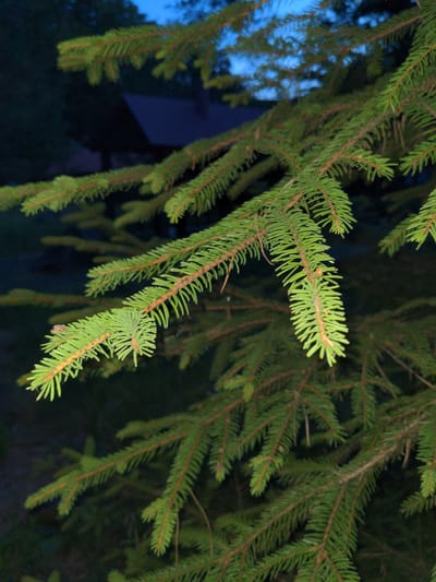 The image captures a close-up view of lush green spruce branches against a dark, blurry background. The branches are dense with sharp, needle-like leaves, some of which appear to be a lighter, more vibrant green, suggesting new growth. The twilight sky, a deep blue, is visible through the foliage in the upper portion of the frame. In the background, a dark, indistinct structure, possibly a building with a sloped roof, is partially obscured by the trees. The overall scene is set in an outdoor environment, likely a forest or a park, during dusk or early evening. There are no people or animals visible in the image. The context of Сонячне, Ukraine, suggests a natural or semi-natural setting within or near the city.
