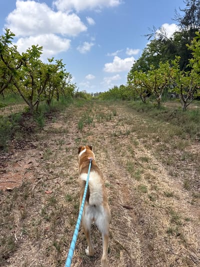 An over-the-shoulder, rear view of a medium-sized, tan and white dog being walked on a blue rope leash down a dirt path in an orchard. The dog's tail is held high, and its body faces away from the camera. The path is lined on both sides by rows of young trees with green leaves, likely fruit trees, possibly guava trees, given the location. The ground is covered in dry grass, dirt, and fallen leaves and twigs. In the background, the path continues into the distance, with more trees and vegetation. The sky above is a clear blue, dotted with fluffy white clouds. The scene appears to be in Gderot Regional Council, Israel, characterized by its agricultural landscape and warm climate.