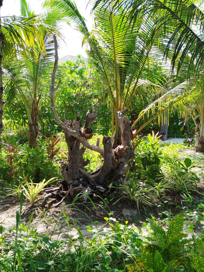 The image depicts a natural outdoor scene with lush vegetation, characteristic of a tropical environment. The focal point is a weathered, gnarled tree stump with intricate root systems exposed on sandy ground. Surrounding the stump are various plants, including palm trees with fronds arching overhead, and smaller, leafy plants with green and reddish-green foliage. Some plants have striped leaves, adding texture to the scene. The lighting suggests a bright, sunny day, with sunlight filtering through the palm fronds, creating dappled light and shadows on the ground. The background is a dense wall of greenery, with a hint of a building with a dark roof visible through the trees. This scene is located in Kendhoo, Maldives, a location known for its tropical climate and island landscape. There are no people or animals present in the image, nor any overt actions or interactions. The environment is one of natural, untamed beauty.