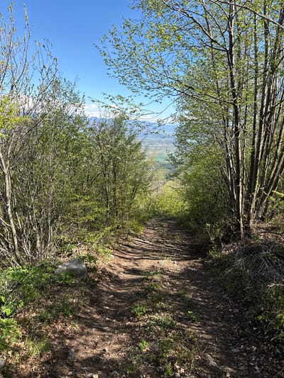 The image, when viewed with correct orientation, depicts a narrow dirt path winding through a verdant, tunnel-like archway of trees and bushes. The path itself shows clear signs of use, with distinct ruts in the earth. On both sides, dense foliage with vibrant, light green leaves suggests the season is spring or early summer. The trees' branches create a natural canopy, with sunlight filtering through to dapple the path below.

Through a break in the trees on the left side, a panoramic view of a distant valley is visible under a clear blue sky, showing what appears to be agricultural fields and potentially some distant structures. The sky above is a bright, cloudless blue, indicating a sunny day. The ground adjacent to the path is covered with dry leaves, twigs, and sparse green vegetation, along with a few small rocks. No people or visible text are present in the scene. The overall impression is one of a tranquil and scenic natural trail, likely in the countryside near Tsarvishte, Bulgaria.