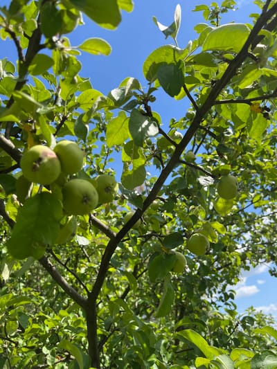 This image shows an apple tree with green apples and leaves against a bright blue sky with some white clouds. The scene is in Karniowice, Poland. The focus is on the branches and fruit of the tree, with the background being a blur of more foliage and the sky. There are no people or animals visible in the image. The lighting suggests it is daytime, likely sunny.