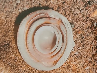 The primary image showcases a light-colored, circular object resting on a granular surface resembling sand or fine gravel. This object features a distinct layered, concentric pattern, strongly suggesting it is a type of seashell, possibly a marine gastropod shell or a similar natural formation. Its outermost ring displays a textured, somewhat scalloped or ridged edge, with subsequent inner rings appearing smoother, exhibiting gentle curves and subtle variations in depth. Some inner sections reveal faint reddish-brown or orange hues, particularly in the recesses. The very center of the object is a smooth, pale, slightly concave area.
The object casts a soft shadow towards the upper-left, indicating a light source from the upper-right, suggesting a bright daytime setting. The background is composed of numerous small, irregular particles of light brown, beige, and off-white sand or gravel, implying an outdoor, natural environment such as a beach or dry, sandy area.
There are no people or discernible activities taking place. No visible text is present in the image. The overall color palette is natural and subdued, dominated by creams, pale oranges, and earthy browns. While the location context is provided as Vilafranca del Penedès, Spain, the visual details within the image do not offer specific cues to identify this particular location. The focus is entirely on the textural and structural details of the central object and its sandy surroundings.