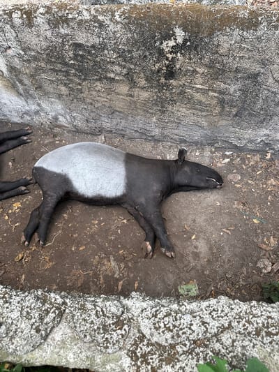 A Malayan Tapir lies in a dusty enclosure at Khao Kheow Open Zoo in Bang Phra Subdistrict, Thailand. The tapir rests between a concrete wall and a rock formation covered with greenery. A small green object rests on the ground beside the rock formation. Other tapirs are visible at the edge of the enclosure.