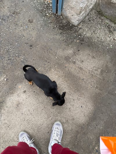 A high-angle shot captures a black dachshund dog standing on a concrete surface, likely a sidewalk or pavement. To the right of the dog are a pair of white sneakers worn by a person in red pants. The upper right corner shows a portion of an orange object. The concrete surface is mottled with light and dark patches, dirt, and small debris. To the left of the dog, there is a patch of rougher ground near a grey stone. A metal grate is partially visible at the edge. This is located in the city of Kaloyanovo, Bulgaria.