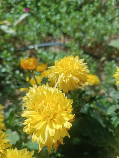 A close-up, eye-level shot captures several bright yellow chrysanthemums in bloom. The flowers are the primary subjects, with their intricate petals and vibrant color filling the majority of the frame. In the foreground, a large chrysanthemum is sharply in focus, showcasing its layered petals and a slight browning on some of the outer edges. To its right and slightly behind, another similar chrysanthemum is also visible, though less in focus. In the background, several more yellow chrysanthemums are present, some in full bloom and others appearing as buds. These are less distinct due to the shallow depth of field. The backdrop consists of soft-focus green foliage, with hints of a pink flower and dark soil or mulch. The lighting suggests it is daytime, with sunlight casting shadows and highlighting the texture of the petals. The overall impression is of a well-maintained garden or flower bed, likely outdoors, possibly in a city park or residential area. There are no people, animals, or specific urban landmarks visible that would pinpoint a location within Uchqo'rg'on, Uzbekistan.