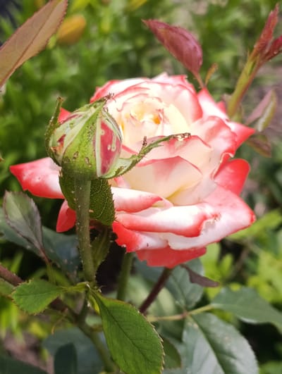 A close-up, eye-level shot captures a bi-colored rose bud and bloom with a blurred green background of foliage, suggesting an outdoor garden setting. The rose exhibits delicate petals with edges tinged in red and fading to a creamy white towards the center. The bud, positioned to the left of the bloom, is green with red accents, indicating its stage of development. Several green leaves are visible, some in focus and others blurred, framing the flowers. The lighting appears to be natural daylight, casting soft shadows. There are no people or any indications of a specific urban environment beyond the assumption of a garden in Pokrovske, Ukraine.