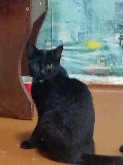 A black cat is sitting on a tan surface, facing the camera. The cat has green eyes and is wearing a green collar. Behind the cat, a blurry painting of a landscape is visible. To the left of the cat, a portion of a brown wooden structure and a red plastic cup are visible. The overall image is grainy and out of focus. The image is not located in Asino, Russia.