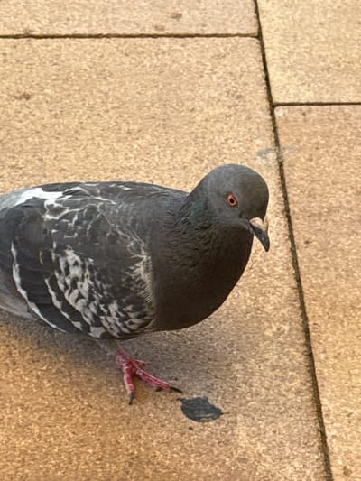 A single pigeon is shown in close-up, standing on a paved surface. The pigeon is predominantly grey with white markings on its wings. Its eyes are a bright orange-red, and its beak is light colored with a dark tip. One of its pink feet is clearly visible, with black talons. There is a small dark stain on the ground near the pigeon's foot. The background consists of a textured, sandy-colored paving material, with visible grout lines between paving stones, suggesting an outdoor urban environment. The scene does not provide any specific visual cues that would allow for identification of the location as Campillo Del Moro, Spain.