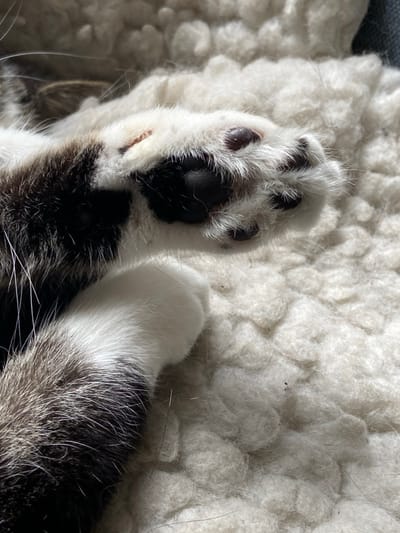 A close-up photograph displays the two forelimbs of a domestic cat resting on a light-colored, textured surface. The animal's fur exhibits a bicolour pattern; the lower portion of the limbs and paws are primarily white, transitioning to dark brown/black and grey fur further up the limb in the lower-left section of the frame. The central paw, positioned towards the upper right, clearly shows its dark grey to black paw pads, including the larger metacarpal pad and individual toe pads. A small, reddish linear mark is visible on the white fur adjacent to one of the central pads. The underlying surface is a soft, fluffy material, possibly a sheepskin rug or textured blanket, with visible individual fibers and some loose hairs. Strong, direct natural light illuminates the scene, indicating an indoor environment bathed in sunlight. No human subjects, objects, or environmental cues are present that would allow for the identification of a specific location within the city of Limerick, Ireland.