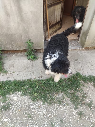 Two dogs are present in the image, one black and white and one solid black. The black and white dog is in the foreground, facing right with its tongue out. It has a curly coat. The solid black dog is in the background, partially visible through an open doorway. It is also facing right with its tongue out. The dogs are on a paved area with some grass and gravel. The background consists of a concrete wall and a wooden door. The location is Bagnoli di Sopra, Italy.