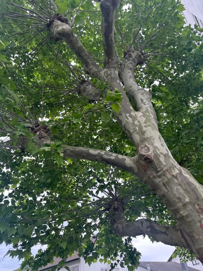 A low-angle shot looking up at a sycamore tree. The bark of the tree is mottled with grey, green, and white patches. Leaves are visible throughout the tree canopy, providing a dense green cover. The branches extend outward from the trunk, creating a symmetrical effect. The sky is visible in the gaps between the leaves, suggesting daylight. A building can be seen in the upper right corner of the image, indicating an urban setting. The location is identified as Sandhausen, Germany.
