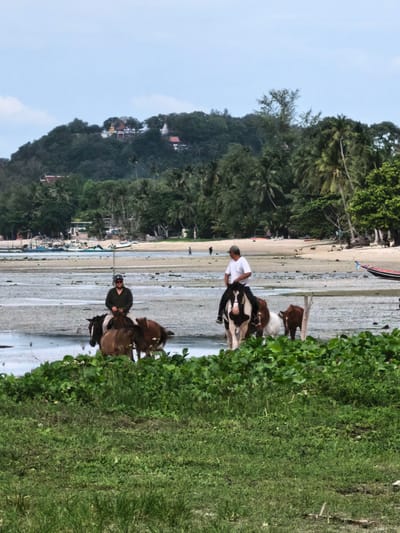 The image presents a picturesque coastal scene in Ban Bang Khao, Thailand, likely during low tide. The foreground features lush green foliage, leading to an expanse of wet sand and shallow water.
Two individuals are engaged in horseback riding. On the left, a person wearing a dark top, light pants, and a helmet rides a dark brown horse, accompanied by a smaller brown horse. On the right, another rider in a white t-shirt and dark pants sits atop a distinctive black and white (piebald) horse, with two additional smaller brown horses nearby. The activity appears to be a leisurely ride along the water's edge.
In the midground, beyond the riders, the sandy beach stretches along the coastline. Small fishing boats or longtail boats are beached or floating in the very shallow water. Several people and dogs are visible walking on the distant beach, adding to the sense of everyday activity.
The background is dominated by a verdant hill densely covered in tropical vegetation, including numerous palm trees. At the summit of this hill, a prominent golden statue, resembling a Buddha, can be seen, along with temple-like structures and other buildings, serving as a distinct local landmark.
The sky is overcast and bright, suggesting daytime, possibly late morning or afternoon. The scene conveys a tranquil atmosphere, showcasing a blend of natural beauty, local culture, and recreational activity characteristic of a tropical Thai beach. There is no visible text in the image.