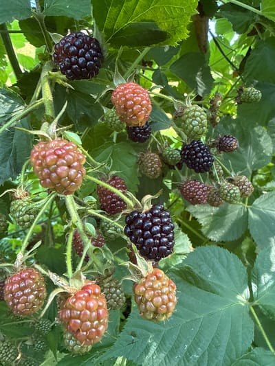 A close-up, eye-level shot captures a cluster of ripe and ripening blackberries on a vine amidst green leaves. The blackberries range in color from deep purple to a reddish-orange hue, indicating varying stages of maturity. The textured surface of the berries is clearly visible, with each drupelet distinct. The surrounding foliage is lush and green, with dappled sunlight filtering through, suggesting an outdoor setting. The image is a photograph, taken during daylight hours. The scene is located in Lopino, Russia, within a natural environment. There are no people or animals present in the image.
