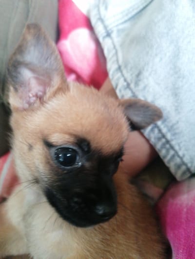Close-up shot of a small, brown and tan chihuahua puppy with a black nose. The puppy is indoors, nestled between soft, pink and white fabric and a light blue denim material. The location is not discernible from the image.