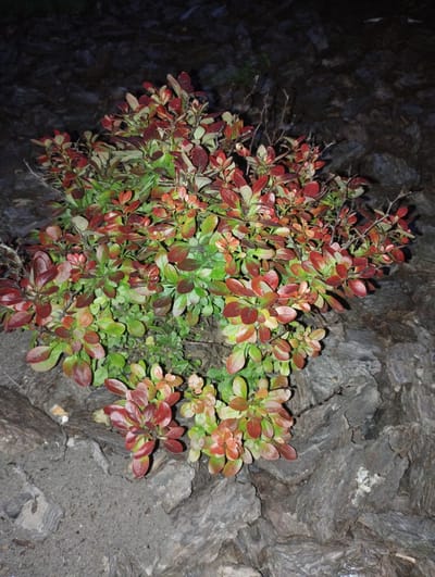 A low-angle, close-up shot captures a small, dense shrub with vibrant red and green foliage. The plant is situated amongst a collection of rough, dark gray rocks, some of which appear wet. The background is a dark, out-of-focus area, suggesting low lighting conditions. The scene is likely outdoors, possibly in a garden or natural rock formation. The image does not contain any people or specific landmarks to indicate a precise location within Berdychiv, Ukraine.
