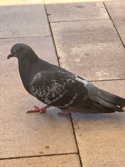 A pigeon is standing on a paved walkway, which appears to be made of rectangular concrete slabs. The pigeon is facing left, with its head slightly turned towards the viewer. Its feathers are dark grey with lighter grey and white markings on its wings. Its eyes are red, and its feet are bright pink. The walkway is a light tan color and shows some signs of wear and discoloration. The scene is illuminated by natural light, casting a shadow to the right of the pigeon. The image was taken in Campillo Del Moro, Spain.