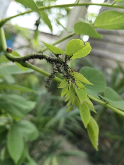 A close-up image, captured in the city of Tanohmanyang, Indonesia, depicts a plant stem and light green leaves heavily populated by insects. Numerous small, dark-bodied aphids are visible in dense clusters along the central stem and on the undersides of several associated leaves. A single reddish-brown ant is present on the main stem, situated among the aphid population. The immediate background consists of blurred green foliage and indistinct lighter areas, indicating an outdoor environment. No human subjects or their direct effects are visible in the scene.