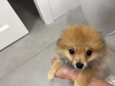 A Pomeranian puppy is held by a person's hand in a room with light gray tiled flooring and white trim on a door in the background.