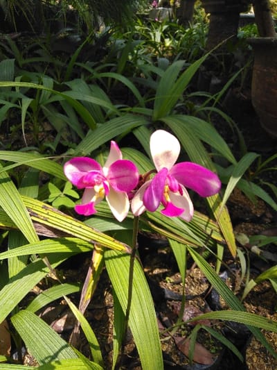 A close-up photograph displays two Spathoglottis plicata (ground orchid) flowers positioned centrally amidst dense green foliage. Each orchid features a bicolored presentation: the upper petals and sepals are white with a subtle pink tint, while the lower petals and the prominent labellum are a vibrant fuchsia-magenta, with small yellow markings visible at the floral center. The flowers emerge from a slender green stem, surrounded by numerous elongated, strap-like green leaves. Some of these leaves exhibit minor yellowing or brown discoloration, indicative of natural wear. The background shows more similar green foliage. Partially visible beneath the leaves are several dark-colored plastic nursery pots containing soil. A fragment of a rustic, brown terracotta pot is discernible in the upper right portion of the frame, partially obscured by plants. The scene is illuminated by natural daylight. No human figures, actions, or interactions are present. This environment is located in the city of San Cristóbal, Costa Rica.