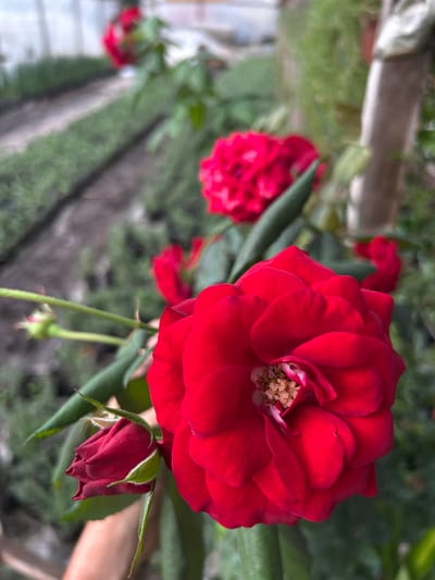 This close-up photograph features a vibrant red rose in full bloom, positioned prominently towards the right of the frame. Its velvety petals unfurl gracefully, revealing a detailed cluster of golden-brown stamens at its core. Below and to the right of the main rose, a smaller, tightly closed red rose bud is visible on its stem.
The background is softly blurred, showcasing several other red roses in various stages of bloom and bud, receding into the distance. Lush green foliage, including leaves and stems, surrounds the flowers. The scene appears to be a well-maintained garden, with hints of structured garden beds featuring dark soil and subtle borders or paths. A light-colored, indistinct structure can be seen on the far left.
The image captures a serene daytime moment, highlighting the natural beauty of the roses. The sharp focus on the main subject contrasts with the gentle bokeh effect in the background, drawing attention to the intricate details of the primary rose. The color palette is dominated by rich reds and various shades of green, creating a visually appealing and tranquil composition from a garden in Belén de Escobar, Argentina. No text is visible.