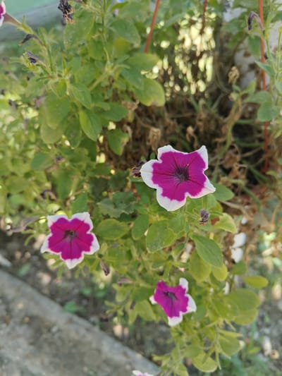 In Pănășești, Moldova, a close-up, eye-level shot showcases a cluster of vibrant petunia flowers with magenta centers fading to white at the petal edges, set against a backdrop of lush green foliage. One prominent flower is in sharp focus towards the top right, with two smaller, equally beautiful blooms visible below and to the left. The surrounding environment suggests an outdoor setting, possibly a garden or patio, with hints of a concrete pathway on the left and dry, brown vegetation interspersed with the living plants. The lighting indicates it's daytime, with dappled sunlight filtering through the leaves.
