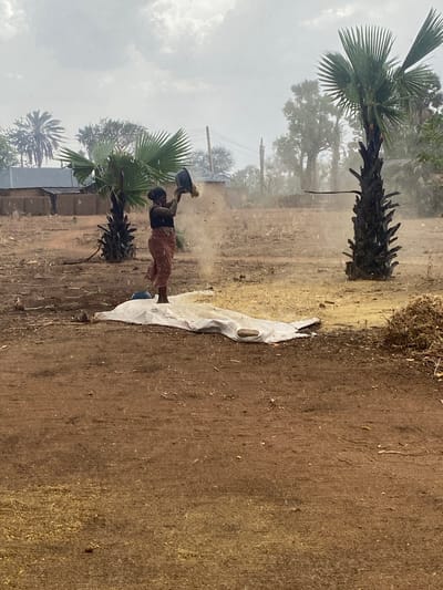 A person stands in a field, scattering material from a container onto a white sheet. The environment includes trees, possibly palm trees, and buildings in the background. The scene appears to be located in Boi B, Nigeria.