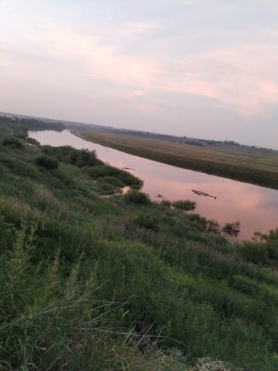This media file depicts a serene, natural landscape at dusk. The primary subjects are a winding river and the lush, green vegetation that lines its banks. The scene is a gentle slope covered in tall grass and various bushes, leading down to the water's edge. On the opposite bank, a wide, flat field stretches into the distance, dotted with a few scattered trees and hints of structures, suggesting a rural or semi-rural setting.

The activity taking place is simply the natural state of the environment. There is no human activity visible. The time of day is clearly evening, as indicated by the soft, diffused light and the pastel colors in the sky. The sky itself is a canvas of pale pinks and blues, with wispy clouds, suggesting fair weather. The river's surface reflects the sky, creating a warm, rosy hue on the water. A fallen tree or large branch floats in the middle of the river, adding a natural, organic element to the scene.

Notable details include the dense growth of vegetation, appearing somewhat wild and untamed. The presence of what appears to be barbed wire in the foreground suggests a boundary or enclosure, possibly indicating agricultural land or a private area. The overall emotion evoked by the image is one of peace, tranquility, and the quiet beauty of nature at the close of day. The location context of Kulikovo, Russia, suggests a potentially vast, open landscape typical of Eastern Europe. There is no visible text in the image.