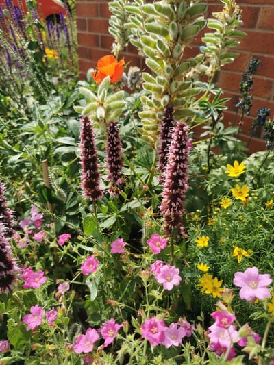 A vibrant, sunlit garden scene unfolds in Ripon, United Kingdom, with a close-up perspective focusing on a variety of blooming flowers. The foreground is dominated by delicate pink flowers, likely Geraniums, with five petals each, scattered amongst lush green foliage. To the left, a tall, deep burgundy flower spike, possibly a form of Salvia or Agastache, rises prominently, its texture appearing almost velvety with a dusting of lighter pink at the tips.
Behind these, a single bright orange Poppy, with its characteristic crumpled petals, stands out against the greenery. Further into the background, tall, pale green plants with fuzzy pods are visible, interspersed with spikes of dark blue flowers, possibly Veronica. Yellow flowers, likely Coreopsis, add splashes of sunny color to the middle ground. The backdrop consists of a weathered red brick wall, bathed in sunlight, suggesting a warm and clear day, likely late morning or early afternoon. The overall impression is one of a thriving, diverse garden in full bloom, exuding a sense of natural beauty and tranquility. No people or text are visible in the image.
