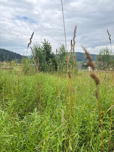 A vertical, medium-shot image captures a close-up view of a field of tall, green grass and seed stalks under an overcast sky. The foreground is dominated by out-of-focus stalks of grass and dried seed heads, creating a sense of depth. The midground reveals a dense, verdant field of various grasses and some small, yellow wildflowers. In the background, a line of trees forms a distant green line against rolling hills. A few buildings, possibly houses, are visible nestled among the trees. The overall impression is one of a rural, natural landscape. The location is the city of Krasnyy Klyuch, Russia.