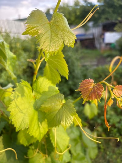 The image shows a close-up of grapevines with several leaves and tendrils. The leaves are vibrant green and appear healthy, with some dew drops visible on the surface. A young, reddish-brown leaf is prominent in the upper center of the frame, indicating new growth. The tendrils are thin and curly, reaching out from the stems. The background is softly blurred, revealing more greenery and some indistinct structures, possibly suggesting an outdoor setting like a garden or vineyard. The lighting suggests it might be daytime, with a soft, natural light illuminating the leaves. There are no people or animals visible, and no text is present. The scene conveys a sense of nature and growth. The location context is Bogorodsk, Russia.