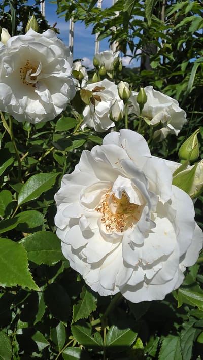 This vibrant image offers a close-up view of several white roses, flourishing in bright daylight in an outdoor garden in Valchi Dol, Bulgaria. The composition is dominated by a large, fully open white rose positioned prominently in the upper-right area, revealing its delicate, ruffled petals and a cluster of golden-yellow to light brown stamens at its core. Strong sunlight highlights the petals, creating subtle shadows that enhance their texture and depth.

Another smaller, fully open white rose is visible in the bottom-left corner, also showcasing its central stamens. Throughout the frame, additional white roses appear in various stages of development, from tightly furled green buds to partially opened blooms with emerging petals. These flowers are interspersed among abundant, healthy green foliage, including leaves with visible veins and serrated edges, which forms a lush backdrop.

Through the gaps in the dense greenery and between what appears to be a white garden trellis or fence, a clear, bright blue sky with faint white clouds is visible, indicating sunny weather. The scene conveys a sense of natural beauty, freshness, and peacefulness on a bright day. There is no discernible activity taking place, and no text is visible in the image.