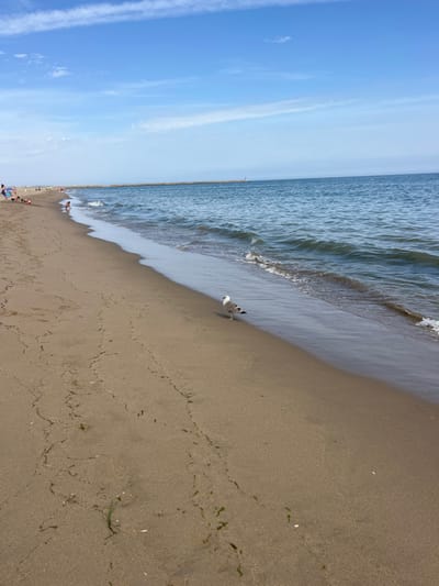The image depicts a daytime scene on a sandy beach in Ayamonte, Spain. The sky is light blue with scattered wispy white clouds. The ocean, appearing blue-green, features small waves breaking onto the shore.
In the immediate foreground, a single seagull, with white, grey, and black plumage, stands on the damp sand near the water's edge, facing towards the left of the frame. The sand is light brown, showing numerous tracks and scattered patches of dark green seaweed or vegetation.
Further along the beach to the left, several indistinct human figures are visible. Some individuals are seated or lying on the sand, possibly near beach umbrellas, while another figure appears to be closer to the water. These individuals are engaged in recreational beach activities.
Stretching across the mid-ground and into the background, a long, low stone breakwater or jetty extends into the ocean from the left, culminating in a small, light-colored structure, consistent with a lighthouse or beacon, on the far right horizon. The water beyond the immediate shore appears calm, with a discernible horizon line.