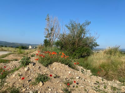 The image depicts an outdoor landscape in Belo Pole, Bulgaria, under a clear, bright blue sky with no visible clouds. The foreground features a significant pile of light brown, rocky, and gravelly soil that slopes upwards from the lower-left to the center-right. Numerous vibrant red common poppies (Papaver rhoeas) are scattered across this soil mound and among the surrounding sparse green vegetation.

To the left of the soil pile, a dark grey paved road or track is partially visible. Behind the soil mound, a mix of trees and dense shrubs forms the mid-ground. Prominently positioned are two trees with primarily bare, light-colored branches; the left-most tree shows some green foliage on its lower half, while the tree to its right has sparse green leaves. To the right of these trees, a large, dense cluster of green-leafed shrubs or small trees is present. Further to the right, the ground is covered with tall, dry, golden-brown grasses interspersed with greener vegetation, including a thistle-like plant with visible purple flowers. More red poppies are interspersed within these grassy areas.

The background reveals a series of distant, rolling hills covered in green vegetation. On the far-left horizon, faint vertical structures are discernible, potentially wind turbines. Towards the center-right background, a light-colored, multi-story building with multiple horizontal bands, possibly windows, stands on a distant elevated area. The scene is illuminated by strong sunlight, casting visible shadows to the right, indicating the sun's position to the left. No people or animals are visible in the scene.