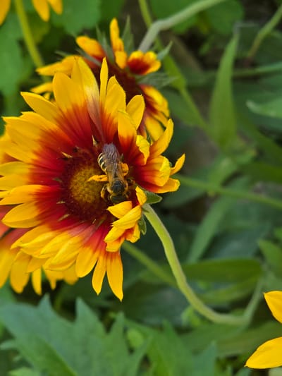 A bee with a striped abdomen is foraging on a bright yellow and red daisy-like flower. The flower has numerous ray florets radiating from a central disc. The background consists of green foliage, suggesting an outdoor setting in a garden or natural environment. No specific location in Jezqazğan, Kazakhstan can be determined from the image.