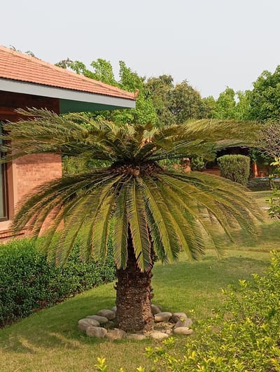 The image shows a cycad plant in a garden setting in Lumbini Sanskritik, Nepal. The cycad has a thick, scaly trunk surrounded by a ring of rocks, with a crown of green and yellowish fronds. The plant is on a patch of grass, with manicured hedges and other green foliage in the background. A brick building with a terracotta tiled roof is visible to the left of the cycad. The sky is overcast.