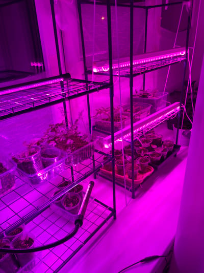 The image shows an indoor gardening setup in a location that cannot be precisely determined from the visual data but is claimed to be near Лесной Пейзаж Кп (шарапово, Russia). Several shelves are visible, constructed of black metal frames and wire mesh, holding various plants in clear plastic containers and trays. The scene is illuminated with pink/purple grow lights. The environment appears to be a tented or enclosed area with white material used as a covering, possibly for insulation or light containment. The plants vary in size and type.