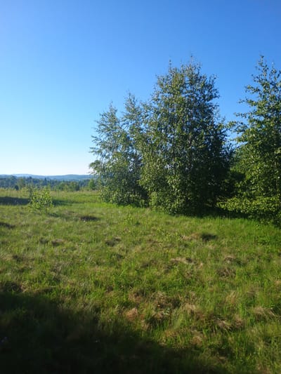 A wide-angle, eye-level shot captures a sunlit, grassy field with trees on the right and a distant rolling landscape under a clear blue sky. In the foreground, lush green grass, some with dry brown patches, is dotted with small purple wildflowers and yellow blossoms. A few young trees are scattered in the middle ground. To the right and extending into the background, a dense cluster of birch trees with light-colored bark and abundant green foliage dominates the scene. The distant landscape features layers of green, treed hills fading into a hazy horizon. The light suggests a bright, clear day, likely mid-morning or afternoon. No people or animals are visible in the frame.
