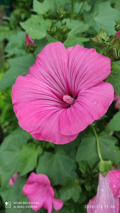 In Ülgase, Estonia, a close-up, eye-level shot captures a vibrant pink mallow flower in full bloom. The flower's delicate, trumpet-shaped petals radiate from a central stamen, revealing intricate vein patterns and a cluster of pink anthers. Several water droplets glisten on the petals, suggesting recent rain. The background is a blur of lush green foliage, with a few unopened buds and other pink blossoms partially visible. The image is framed by the camera's metadata at the bottom left, showing "REDMI NOTE 9 PRO AI QUAD CAMERA", and at the bottom right, a timestamp "2026/7/4 11:36".