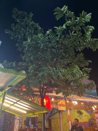 The image depicts an outdoor scene at night, likely in the city of Boja, Indonesia, with a focus on a large tree whose branches extend over a brightly lit food stall. The food stall features a green and white striped awning, illuminating several rows of fluorescent lights. Decorative lights, resembling small bulbs, are strung across the top of the stall. A red lantern is visible on the left side of the tree, and a yellow sign with the word "OPEN" written in red is prominently displayed. A man is standing in front of the stall, looking down. The background is dark, suggesting it is nighttime. The overall impression is a lively and inviting atmosphere at a local eatery.