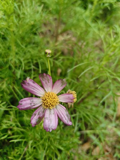 A single, pink and white cosmos flower with a yellow center is in full bloom, positioned slightly left of the frame's center. The flower has eight visible petals, each delicately streaked with darker pink and some green markings. A small, light-colored insect rests on the upper left petal. To the upper right of the main flower, a small, unopened bud is visible on a thin stem. The flower and bud are surrounded by lush, green foliage, which is out of focus, creating a soft, blurred background. The scene appears to be outdoors, likely in a garden or natural setting within Ban Nong Phak Hueat, Thailand.