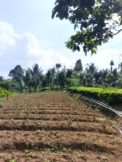 The image depicts an agricultural field under a partly cloudy sky in Wenshan City, China. The foreground and midground are dominated by dark brown, tilled earth organized into numerous rows, each containing small, nascent green seedlings. Sparse wooden stakes are visible among the rows. To the right of the cultivated field, a dense band of mature, dark green bushes or low-lying plants stretches horizontally, alongside which two white PVC pipes, indicative of an irrigation system, are laid on the ground. The background features a dense, multi-layered forest of various green trees, including taller, slender specimens and broader canopies. The upper right corner of the frame is partially obscured by the dark green leaves of an overhead tree branch. No people or active agricultural work are visible.