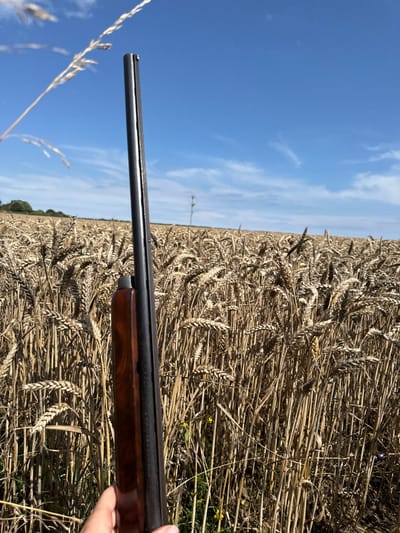 A first-person perspective image depicts a rural scene near Skipsea, United Kingdom, centered on a human hand holding a firearm within a field of wheat under a clear sky. In the lower-center, a light-skinned right hand grips the dark wooden fore-end of a shotgun. The shotgun's single, dark barrel extends vertically upwards, with its muzzle and a visible front sight bead at the top of the frame. The background is dominated by an extensive field of mature, golden-brown wheat stalks, extending to the horizon. In the far distance, a dark treeline is visible on the left horizon, and a solitary, slender, dark utility pole or antenna stands against the sky towards the right. The sky above is predominantly clear blue with sparse, wispy white clouds. A blurred, light-colored stalk of grass is present in the extreme upper-left foreground. The scene is illuminated by direct sunlight.