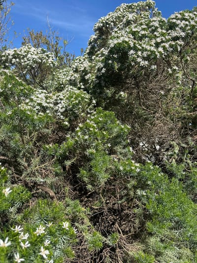 An upward angle captures a flowering shrub against a vivid blue sky. The shrub's foliage is a mix of bright green and silvery-gray. Numerous small, star-shaped white flowers are scattered throughout the shrub, giving it a delicate appearance. Bare branches are seen within the shrub. The sunlight enhances the contrasts, highlighting the textures of the leaves and flowers.