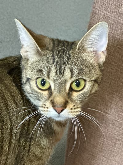 A close-up, eye-level shot captures a tabby cat facing directly at the camera. The cat has green eyes, a pink nose, and prominent white whiskers. Its fur displays a pattern of brown and black stripes. The background consists of a textured, taupe-colored surface on the right, possibly upholstery, and a muted gray surface on the left. The image does not provide any information about the location in the city of Bad Blankenburg, Germany.