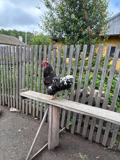 In the village of Ilpanur, Russia, a black and white rooster stands proudly on a wooden bench, its red comb a vibrant contrast to its dark plumage. The rooster's feathers shimmer with iridescent green and copper hues. Behind it, a weathered wooden fence stretches across the frame, separating the yard from a lush green garden. A rustic wooden house with a corrugated metal roof is visible in the background, hinting at the simple, rural life of the village. The sky above is overcast, with soft grey clouds hinting at the possibility of rain. The ground is a mix of dry soil and small stones, with scattered patches of green grass and fallen leaves. A few rocks are piled against the fence, adding to the natural, untamed feel of the scene. The overall impression is one of peaceful rural life, where nature and simplicity reign supreme.