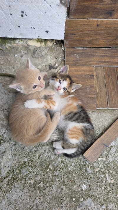 Two playful kittens are captured from an overhead perspective, interacting on a textured ground surface. One kitten, with a calico-like coat featuring patches of white, black, brown, and orange, is lying on its back. It has striking blue eyes and appears to be in mid-play, with its front paws raised. The second kitten, a lighter tan or ginger color, is positioned next to or slightly on top of the calico kitten, looking upwards with similar blue eyes and a curious expression. Its body is curled, suggesting an embrace or wrestle.

The immediate setting is an outdoor, somewhat untidy area. The ground beneath the kittens is rough, grey concrete or cement, partially covered with green moss or lichen, indicating some moisture or age. To the left and top of the frame, several weathered wooden planks are visible, suggesting an adjacent structure, fencing, or discarded materials. A piece of white, granular foam or styrofoam is present in the bottom-left corner. The lighting is soft and diffused, indicating either an overcast sky or a shaded area, with no harsh shadows. The overall impression is one of innocent and lively interaction between young animals in an informal, possibly rural, outdoor environment in Valchi Dol, Bulgaria. No visible text is present in the image.