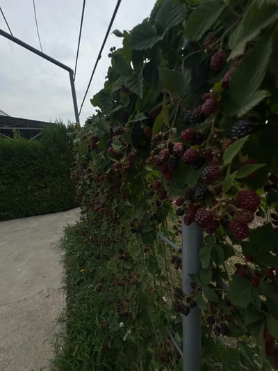 The image depicts a close-up view of a blackberry bush laden with ripe and unripe berries. The bush is situated outdoors, next to a concrete pathway. In the background, a row of tall, manicured green bushes forms a hedge, and beyond that, a dark, angular structure, possibly a greenhouse or agricultural building, is visible under a cloudy sky. The scene appears to be located in Jaukаshty, Uzbekistan, given the context provided. There are no people or animals present in the image. The focus is on the natural elements, specifically the blackberry plant and its surroundings.