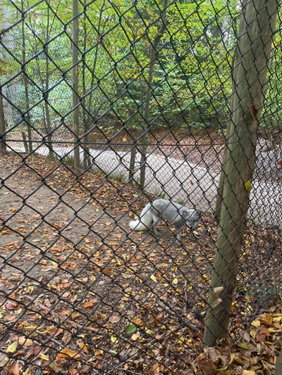 The image depicts an arctic fox within an outdoor enclosure, observed through a chain-link fence, at the Zoological and Botanical Park of Mulhouse (Parc Zoologique et Botanique de Mulhouse) in Mulhouse, France.

The foreground is occupied by a dark, diamond-mesh chain-link fence, positioned diagonally across the frame, with a thick, vertical wooden post on the right side. The ground inside the enclosure is covered with a thick layer of dried leaves in various shades of brown, yellow, and orange, mixed with visible patches of dirt.

In the midground, a single arctic fox (Vulpes lagopus) stands on all fours. The fox has light grey fur, with a notable fluffy white tail. Its head is turned towards the viewer, and its eyes are visible. Its posture suggests it is either resting or cautiously observing.

The background reveals a winding paved path beyond the enclosure, partially obscured by the fence and additional fallen leaves. Further behind the path, dense green foliage and tree trunks are visible, indicating a wooded or natural environment within the park. The overall lighting suggests an overcast or shaded outdoor setting.