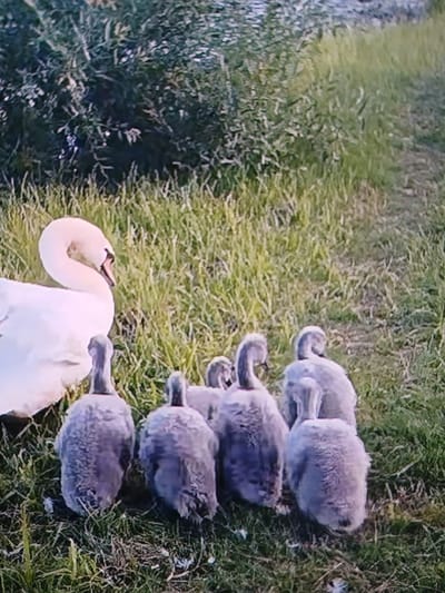 The image shows a white swan next to several grey cygnets on a grassy area. The swan is positioned on the left side of the frame, facing towards the right. The cygnets are clustered in the center and right of the frame, appearing to be close to the adult swan. The environment is natural, with a focus on greenery. The location is not specified in the image itself, and therefore cannot be determined to be in Siheung-si, South Korea or anywhere else.